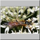 Ichneumon suspiciosus - Schlupfwespe m089d 17mm-fdet02b-Joel Valemberg.jpg